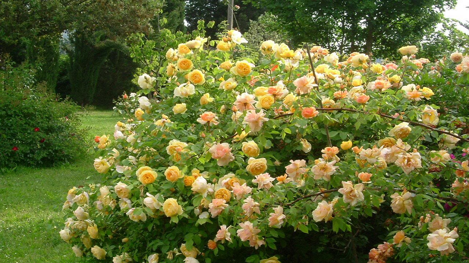Magnifico cespuglio di rose