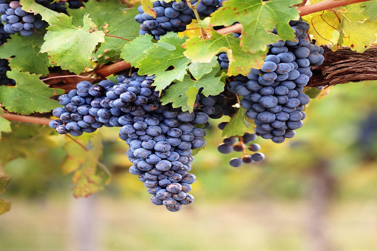 Codice:706 - Bordighera, terreni con vigne produttive di vino Rossese DOC