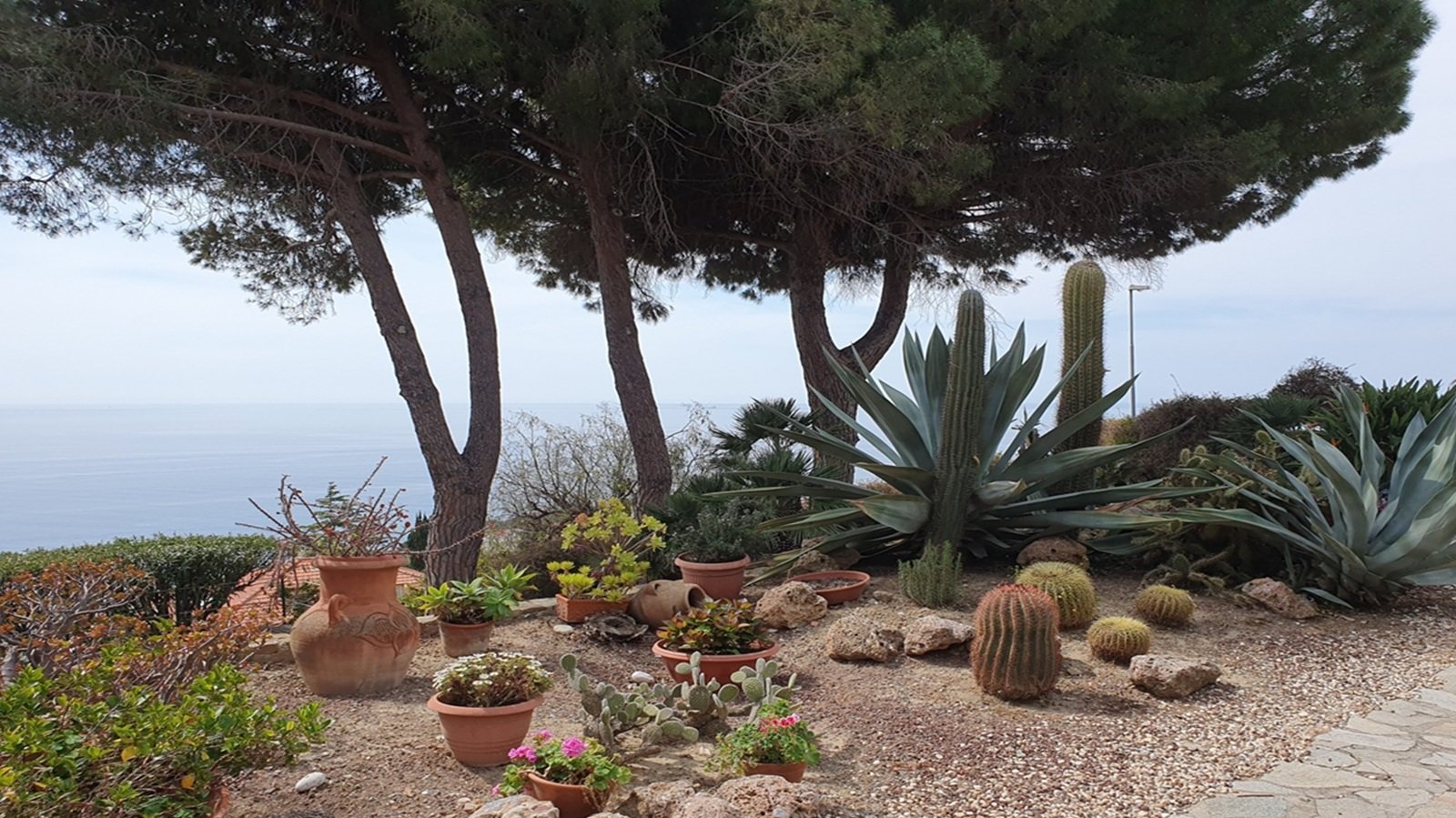 Pino marittimo e piante grasse